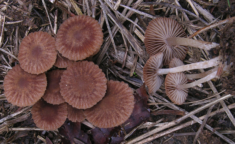 Psilocybe da determinare.